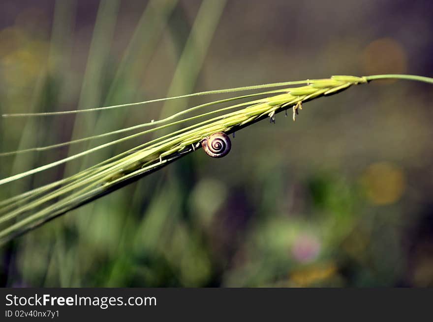 Close Up Of A Snail On Grass