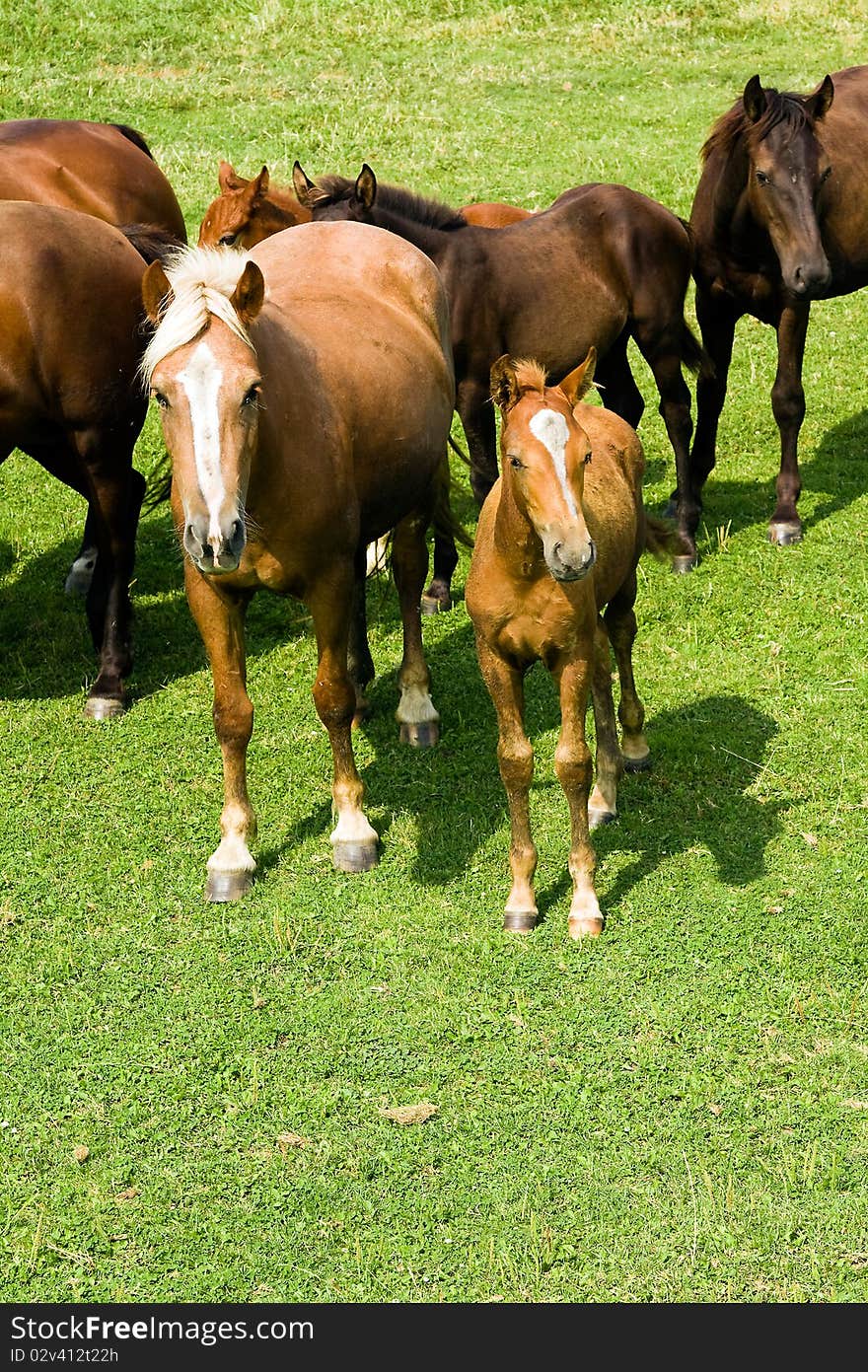 The adult horse standing together with a small foal. The adult horse standing together with a small foal