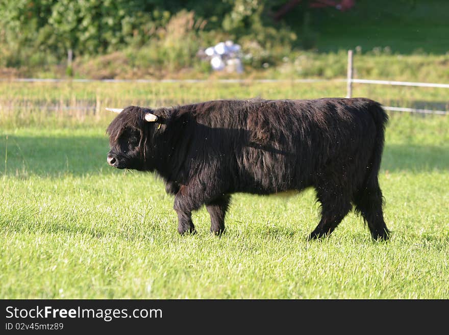 Young black heifer of Scotland highland cow before the sunset. Young black heifer of Scotland highland cow before the sunset