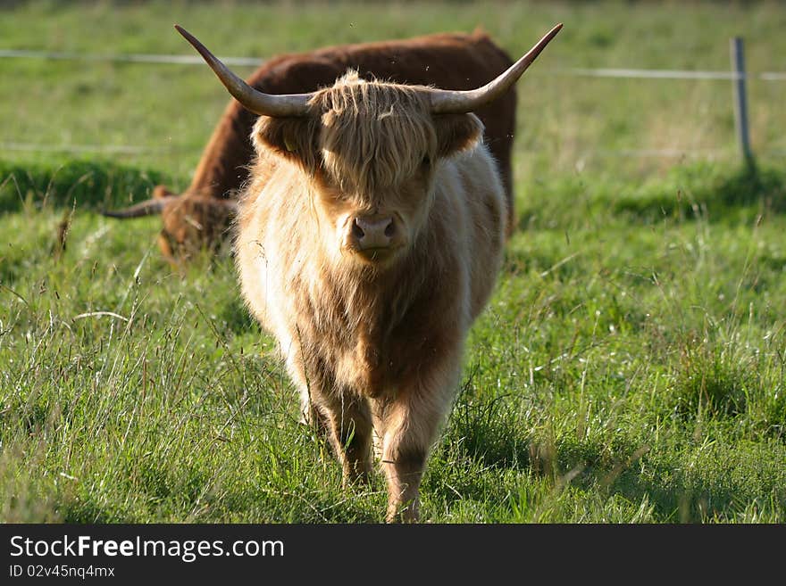 Yellow heifer of Scotland highland cow before the sunset. Yellow heifer of Scotland highland cow before the sunset