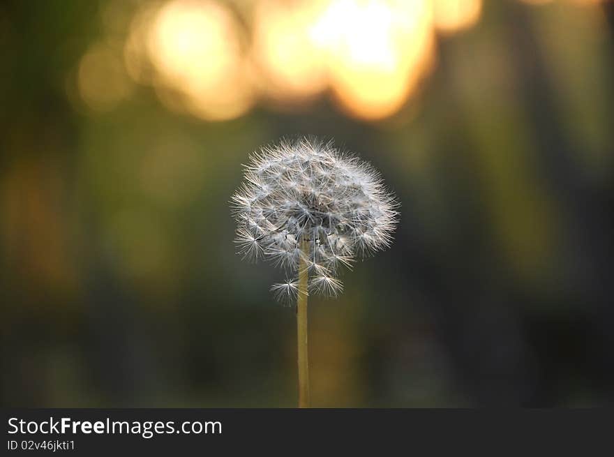 Photo of white dandelion against green background