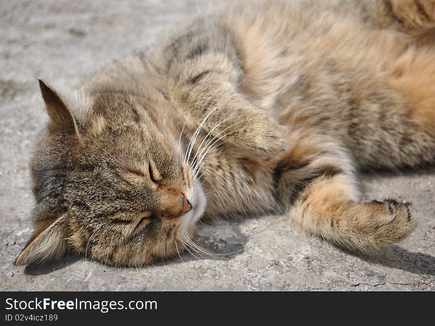 Cat sleeping on the ground