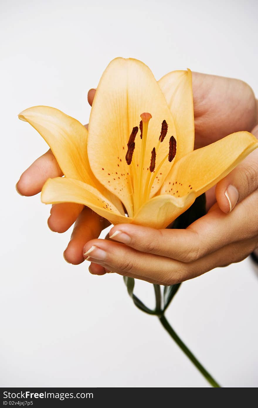 Lily flower in hands studio