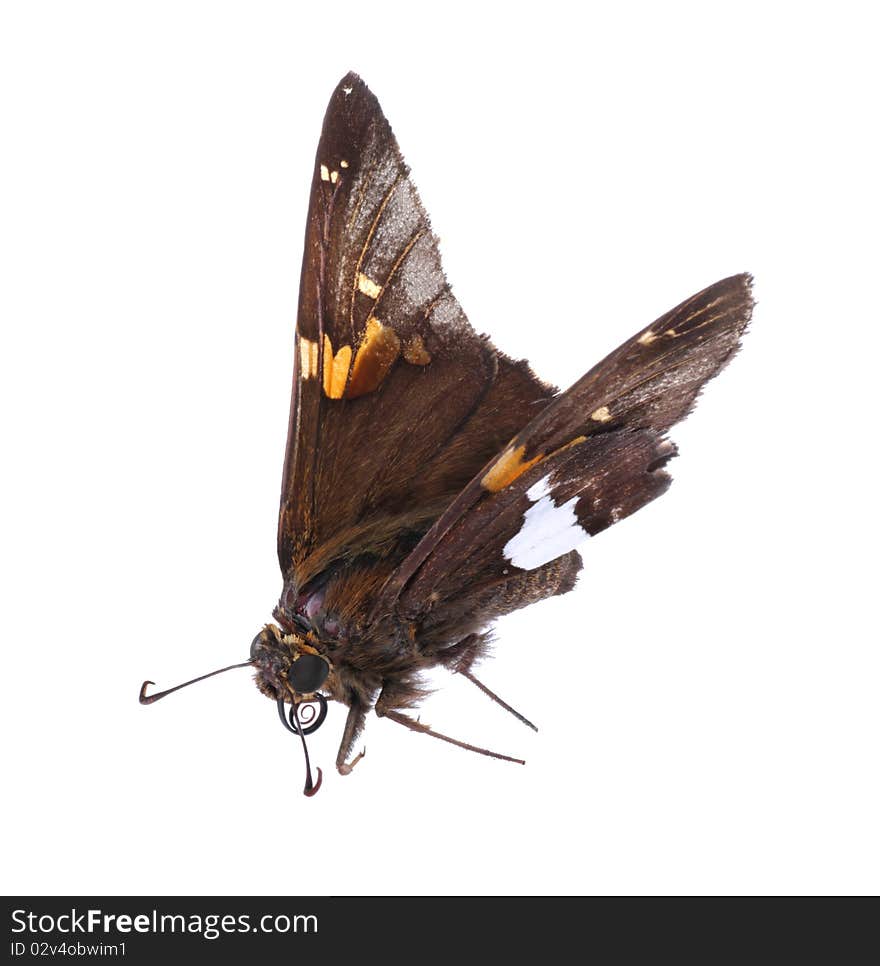 Silver Spotted Skipper, Epargyreus clarus