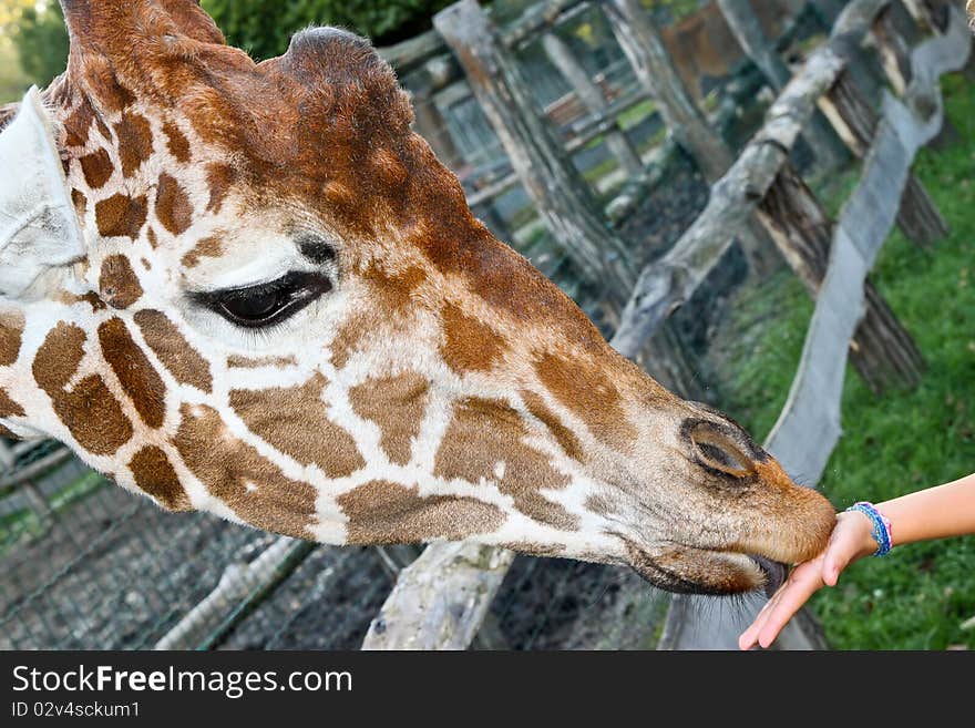 Closeup picture of feeding giraffe from hand in ZOO