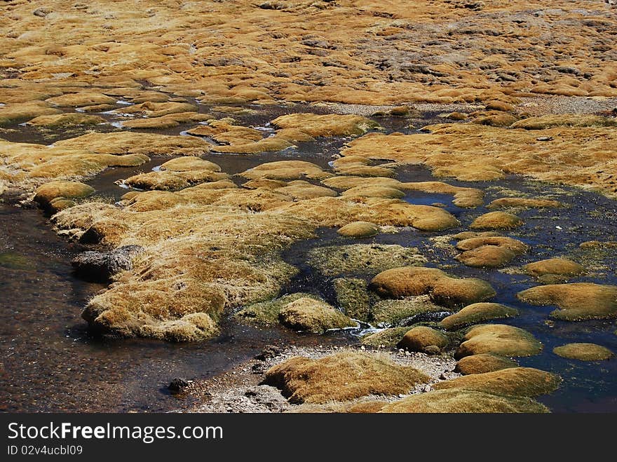 Bofedal (high altitude wetland) in Lauca National Parc (chile)