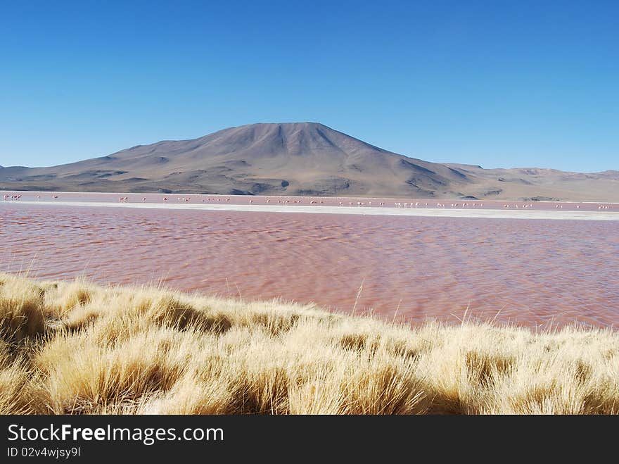 Laguna Colorada