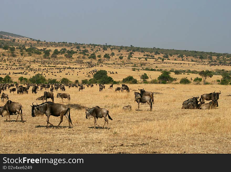 Kenya s Maasai Mara Animal Migration