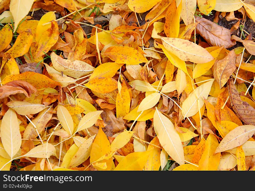 Autumn leaves lay on the earth an equal layer