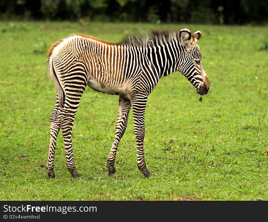 Two months old zebra in ZOO. Two months old zebra in ZOO.