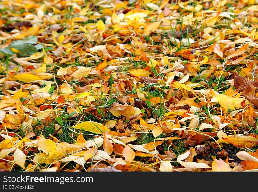 Autumn leaves lay on the earth an equal layer