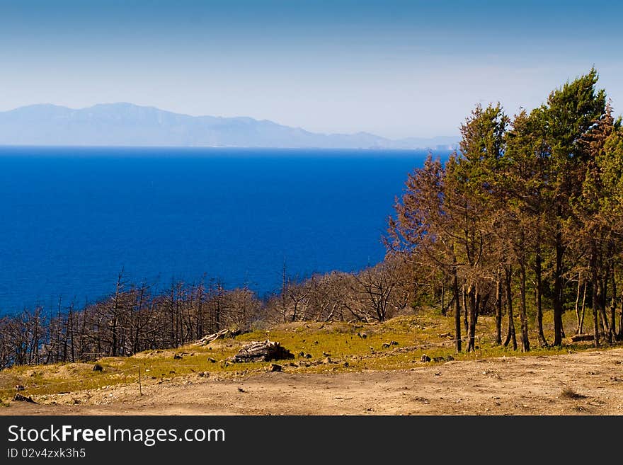 Trees on the shore, the sea and the mountains far away. Greece. Rhodes