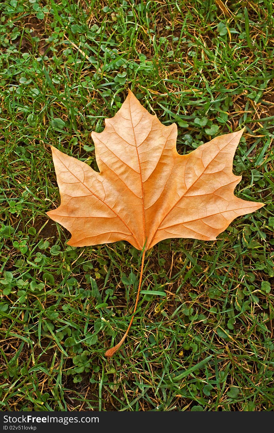 Beautiful autumn leaf