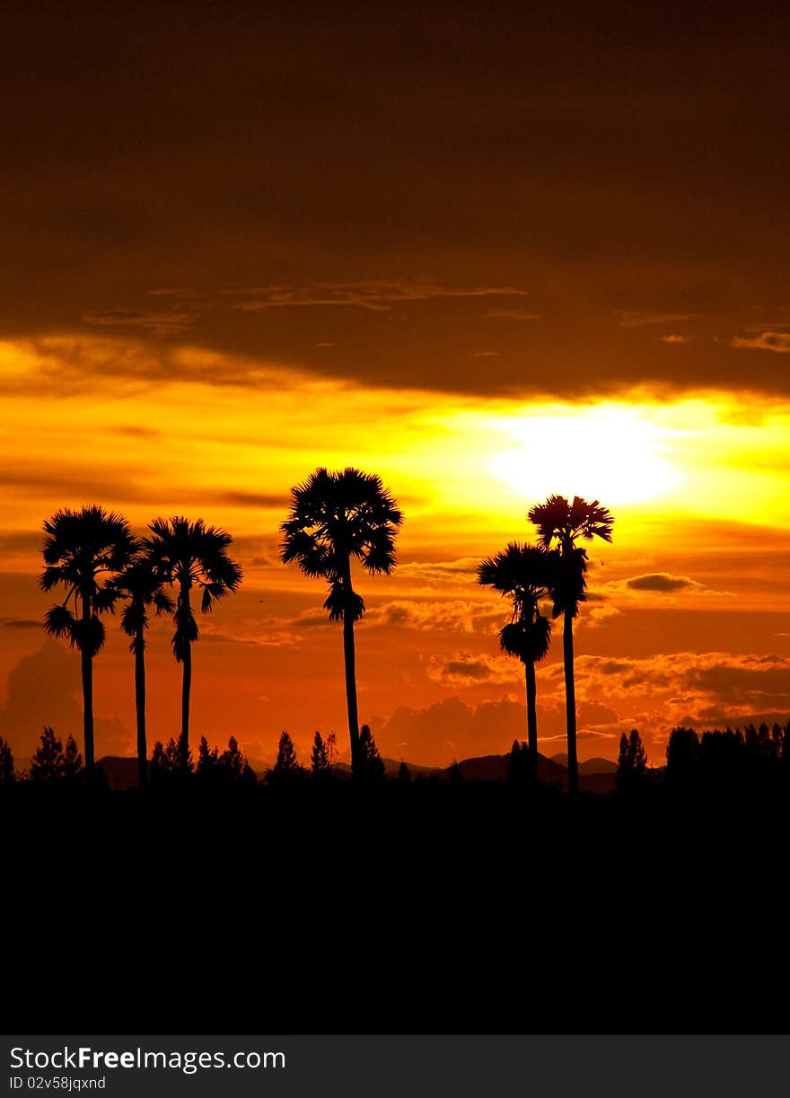 Sunset at palm tree on south of thailand