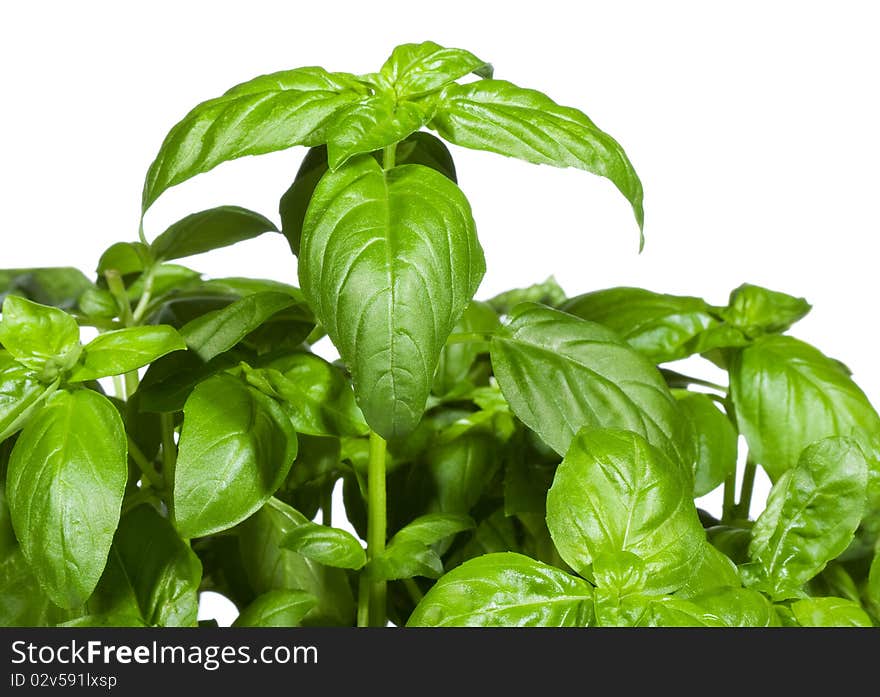 Green basil on white background