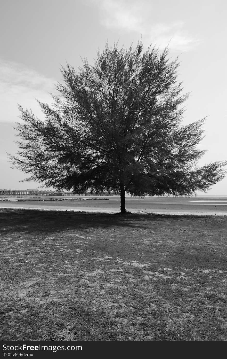 Lonely Object like tree always give strong personality. Lonely Object like tree always give strong personality.