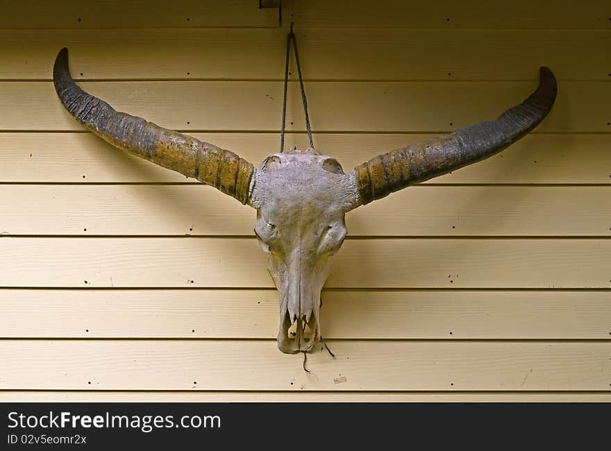 Bull skull with horns