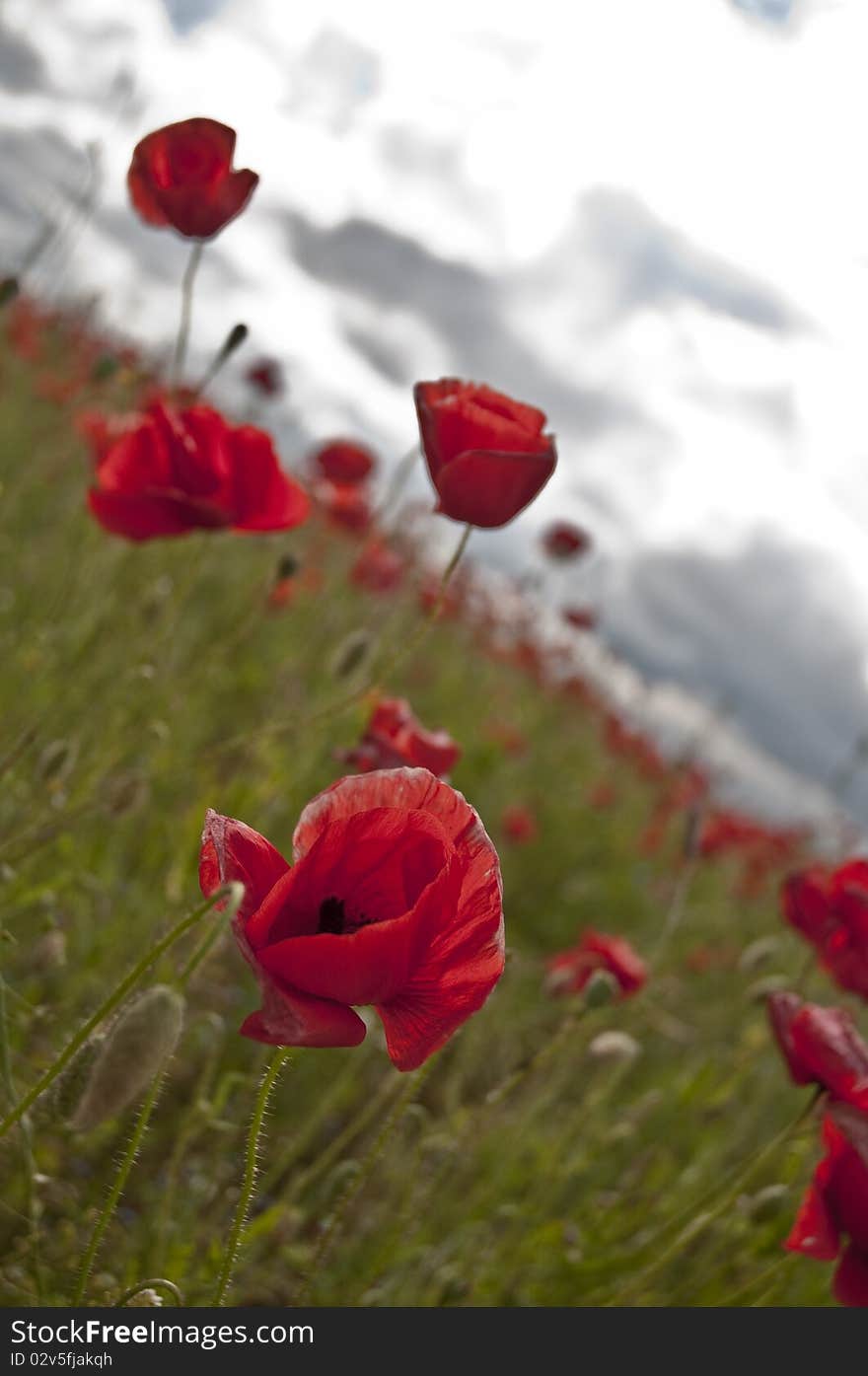 Red Poppies in Meadow