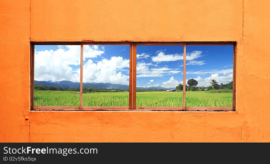 Green rice farm behind the window