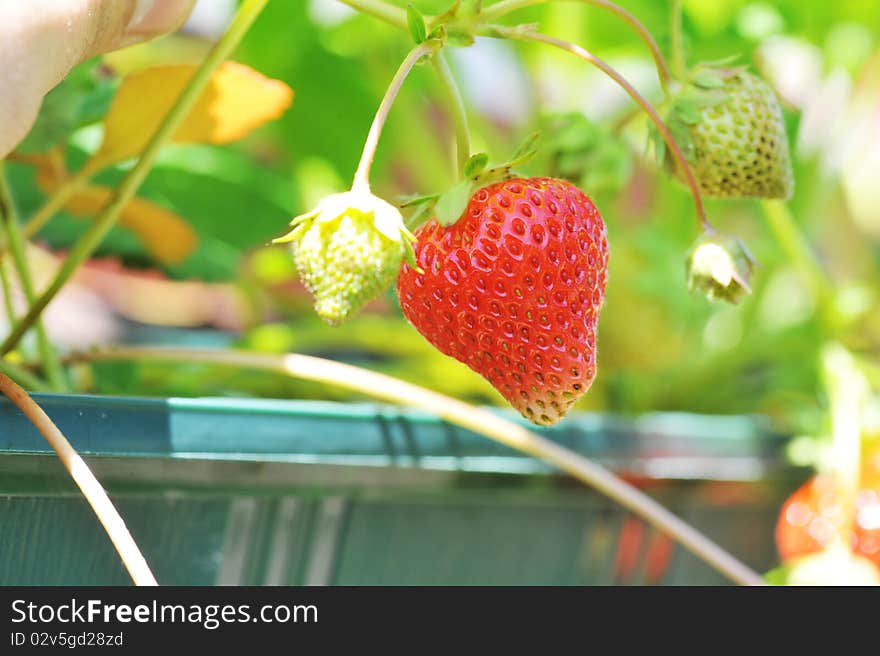 Wild strawberry bush in green flowerpot. Wild strawberry bush in green flowerpot