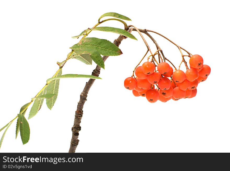 Mountain ash branch it is isolated on a white background. Mountain ash branch it is isolated on a white background.