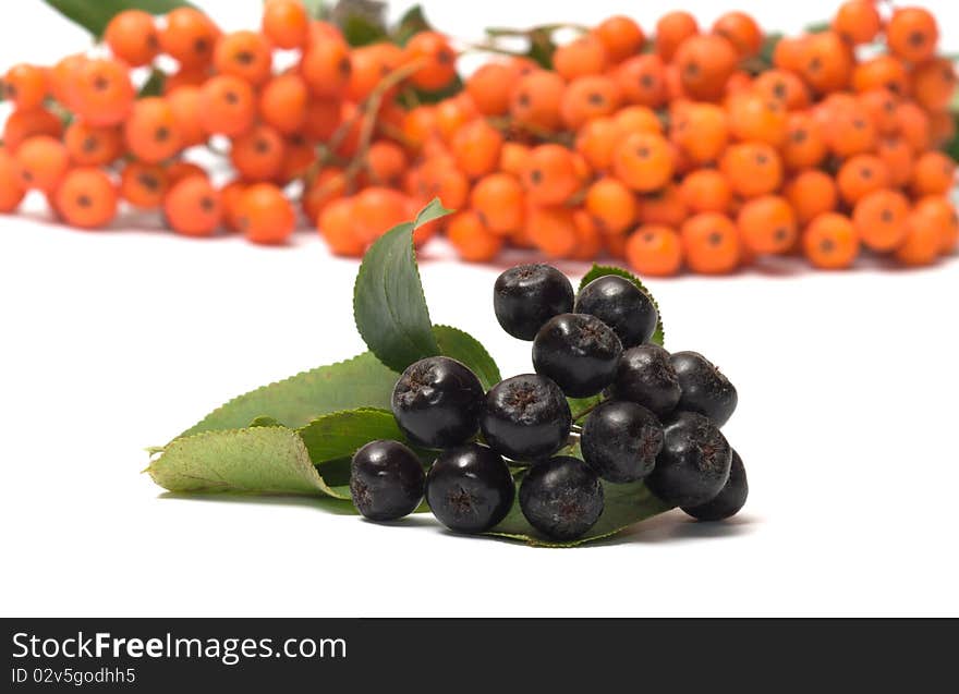 Berries red and black ashberry on a white background. Berries red and black ashberry on a white background.