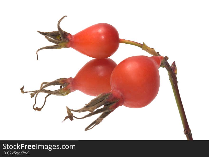 Dogrose berries on a branch a close up it is isolated on a white background. Dogrose berries on a branch a close up it is isolated on a white background.