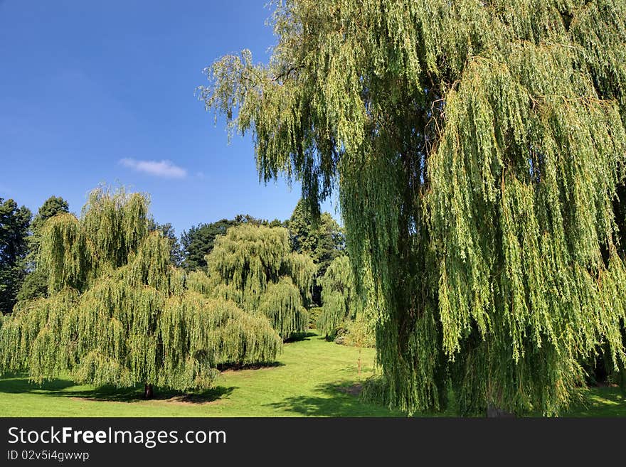 Weeping Willows in Bitts Park, Carlisle, Northern England