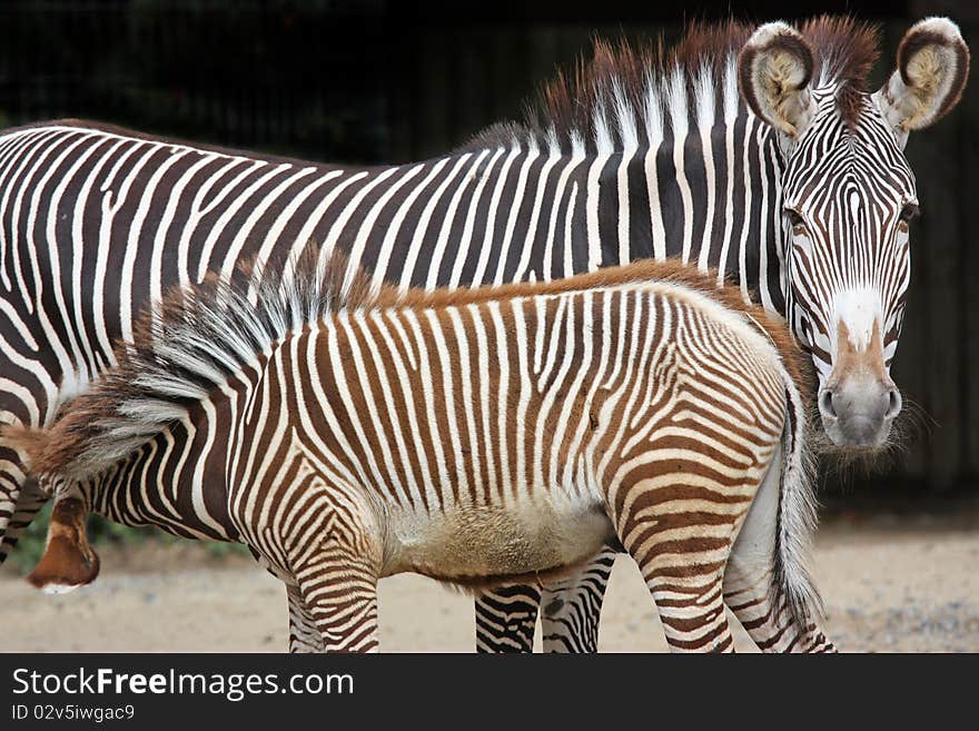 Zebra mum suckles her young calf. Zebra mum suckles her young calf