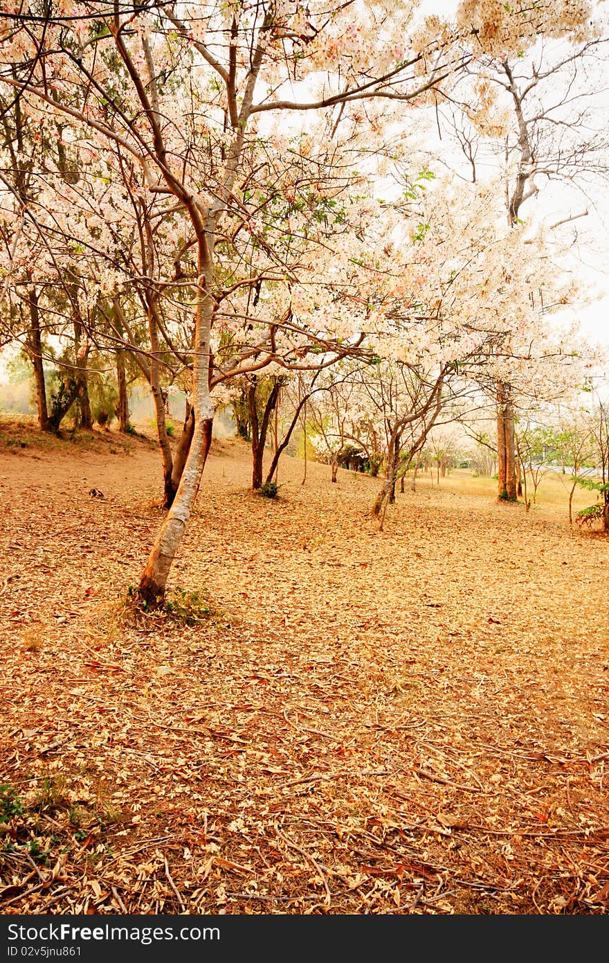 Sakura trees in Thailand