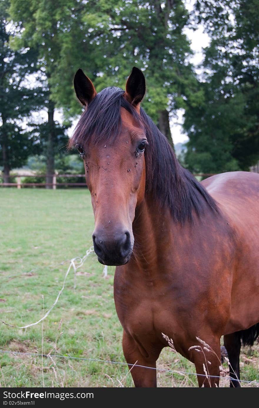 Bay Horse Looking At Camera