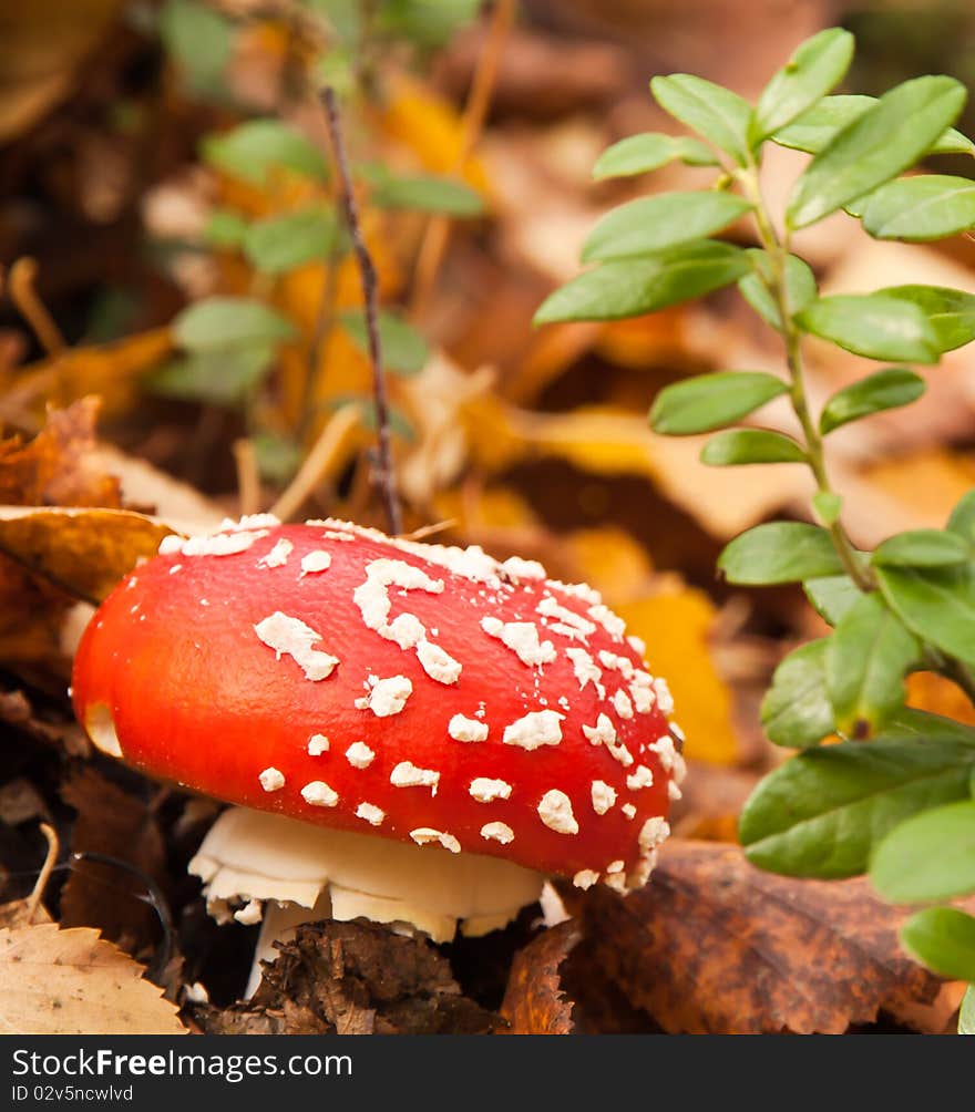 One red mushroom (toadstool) with yellow fall leaves on background
