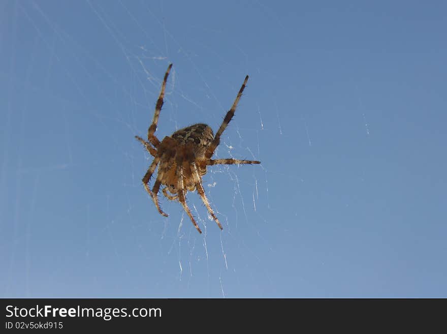 A spider on the network against the blue sky