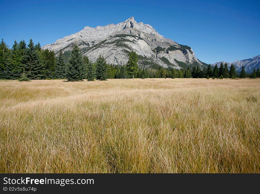 Mountain meadow and forest with Mount Cascade in Banff National Park, Canada