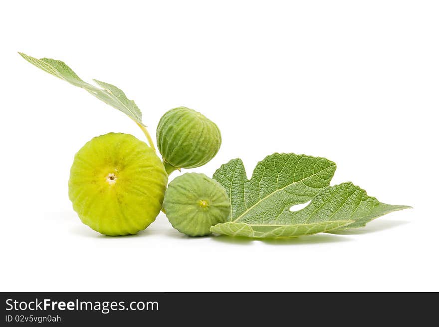 Yellow fig leaves