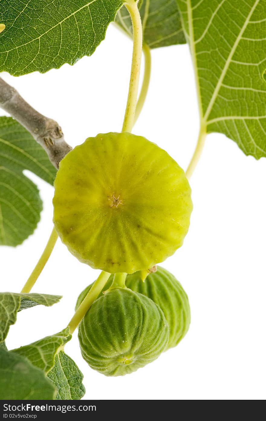 Yellow Fig Leaves