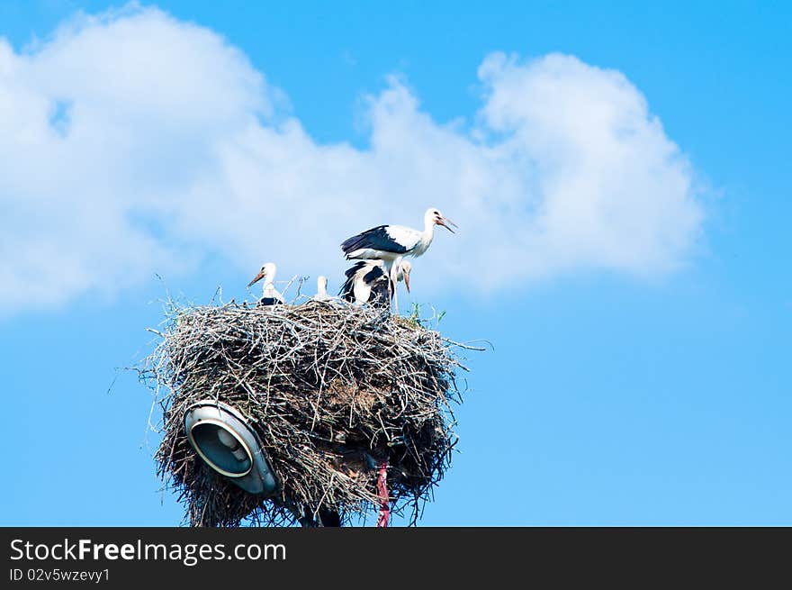 Stork family in straw nest