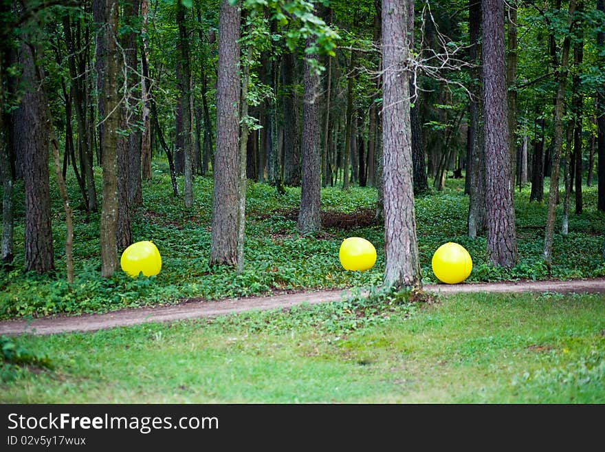 Summer Forest