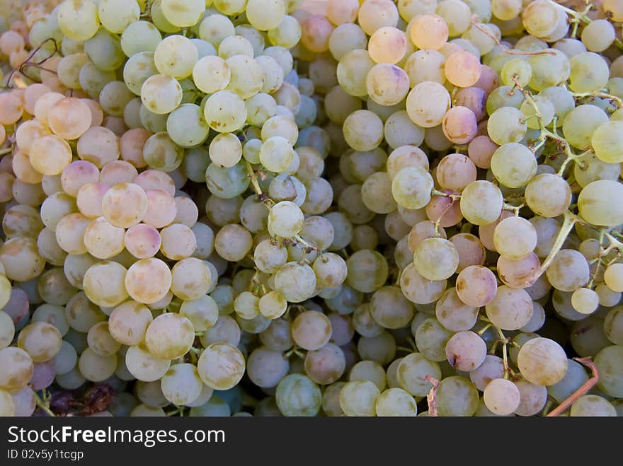 Grapes, ready to become wine, close view. Grapes, ready to become wine, close view.