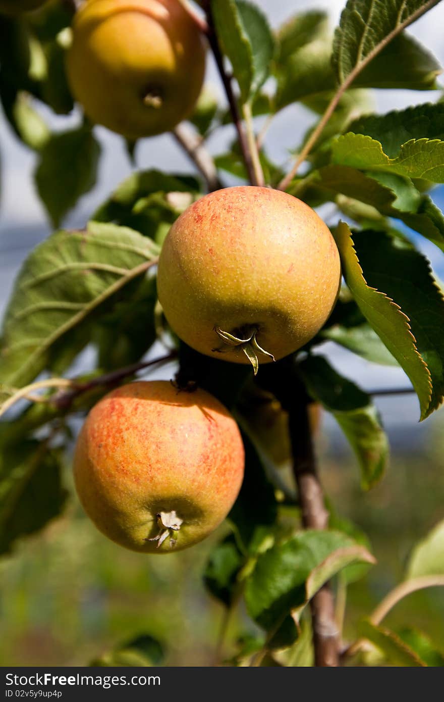 Apple harvest on the apple plantation. Apple harvest on the apple plantation