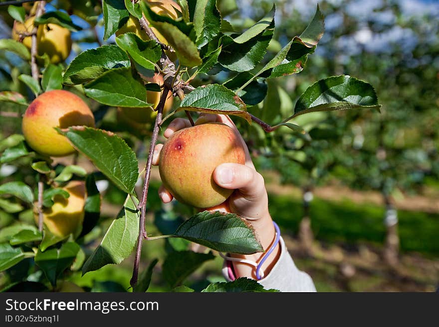 Apple harvest on the apple plantation. Apple harvest on the apple plantation