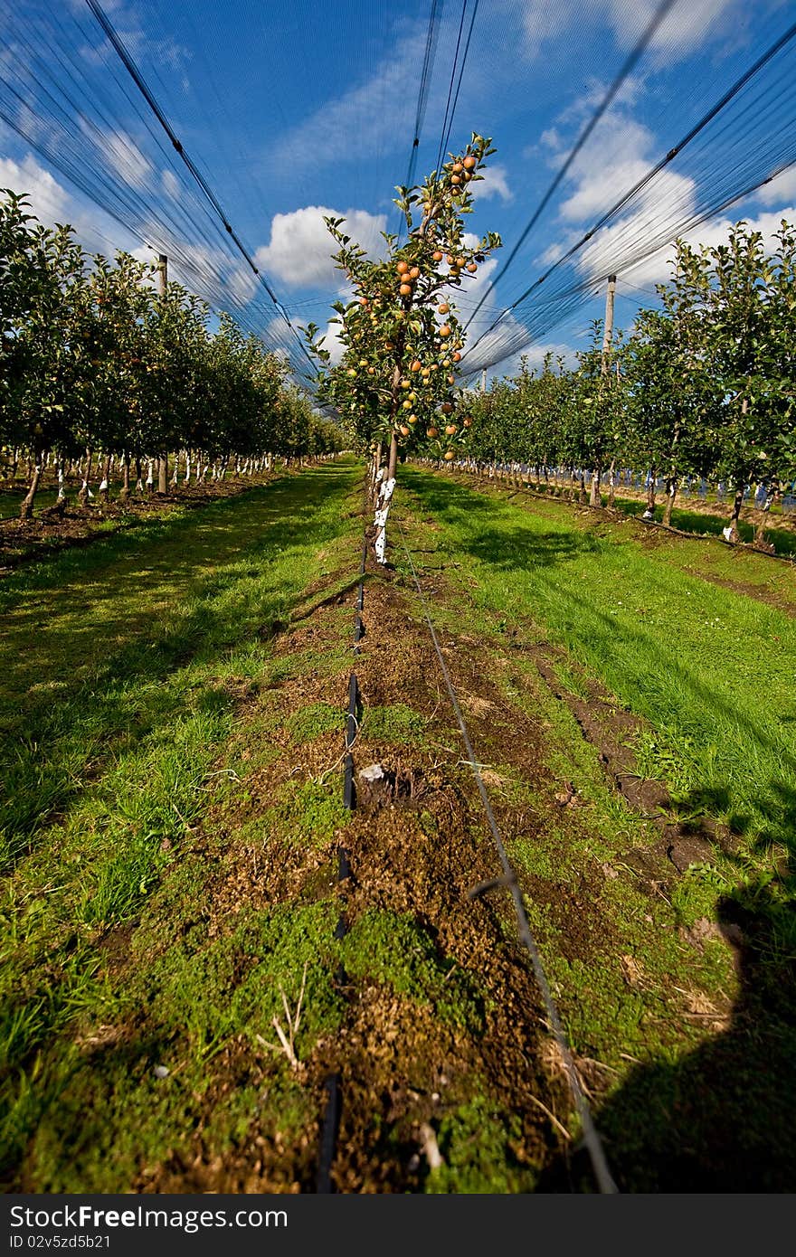 Apple harvest on the apple plantation. Apple harvest on the apple plantation