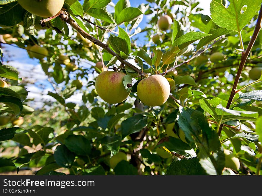 Apple harvest on the apple plantation. Apple harvest on the apple plantation