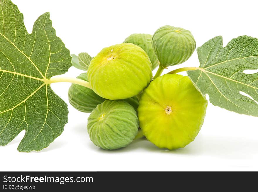 Yellow fig leaves