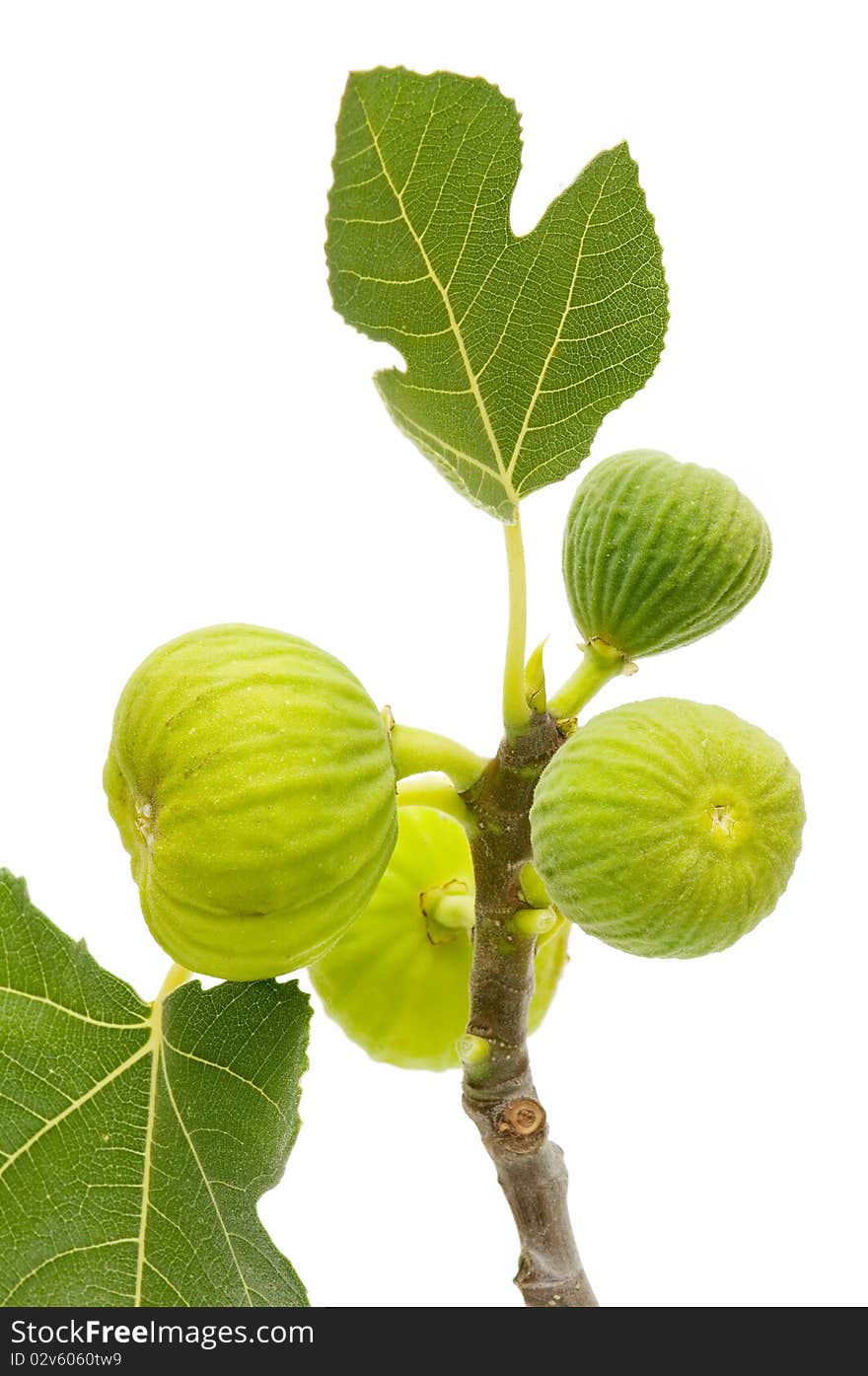 Yellow fig leaves