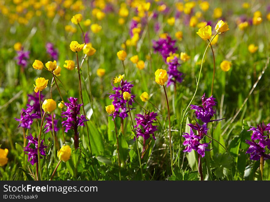 Flowering meadow with yellow and purple flowers