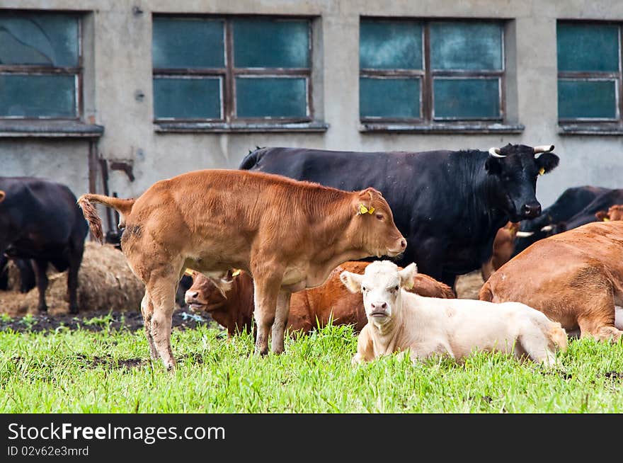 Calves and cows on dairy farm