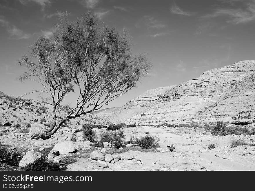 Lonely tree in desert Negev, Israel.