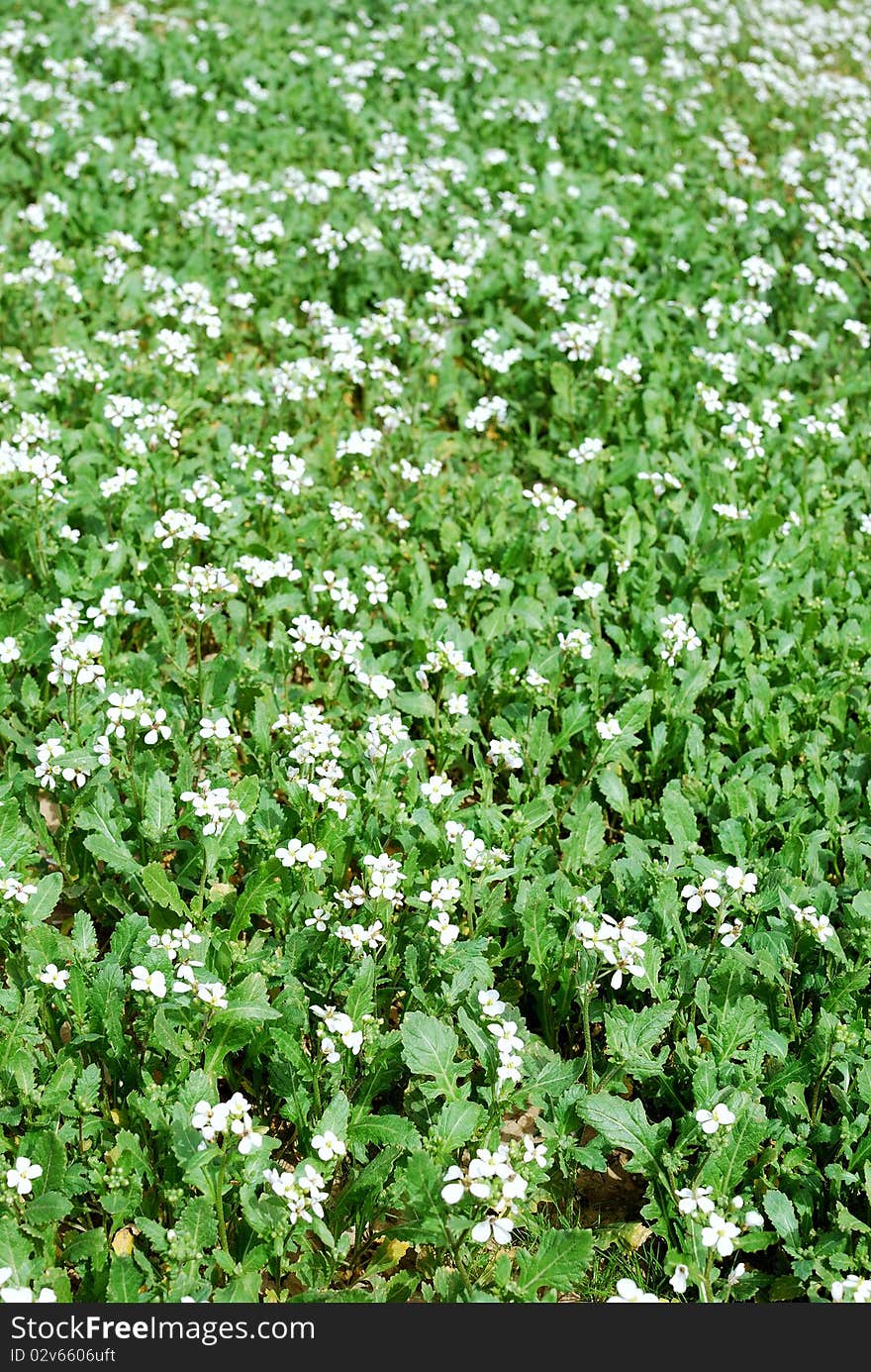 Beautiful field of grass with flowers for a soft green spring or summer background. Beautiful field of grass with flowers for a soft green spring or summer background.