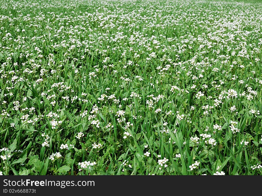 Beautiful field of grass with flowers for a soft green spring or summer background. Beautiful field of grass with flowers for a soft green spring or summer background.